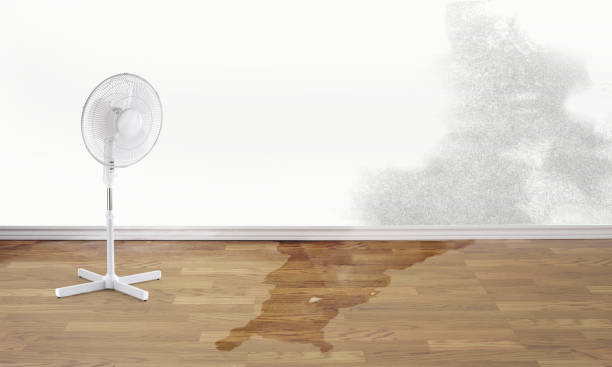 Best Water damage restoration mold remediation  in Union Springs, AL